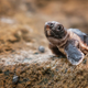 Illustration for article titled Sea turtles eat ocean plastic because it smells like food, study finds